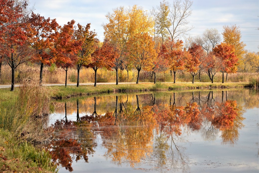 Autumn Leaves