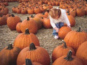 Child picking pumpkins