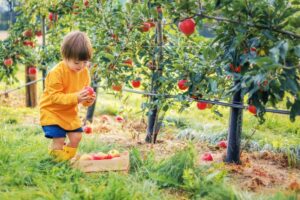 Child at apple orchard