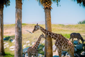 Giraffes at zoo