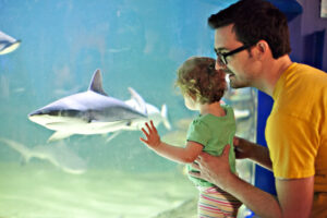 Kid looking at shark at aquarium
