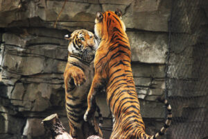 two tigers