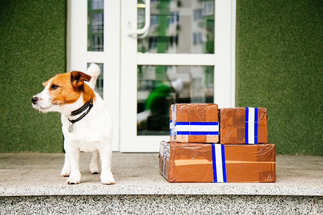 a jack russell terrior standing next to 3 wrapped packages