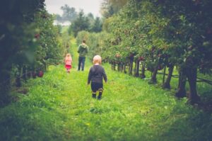 Kids in an apple orchard.