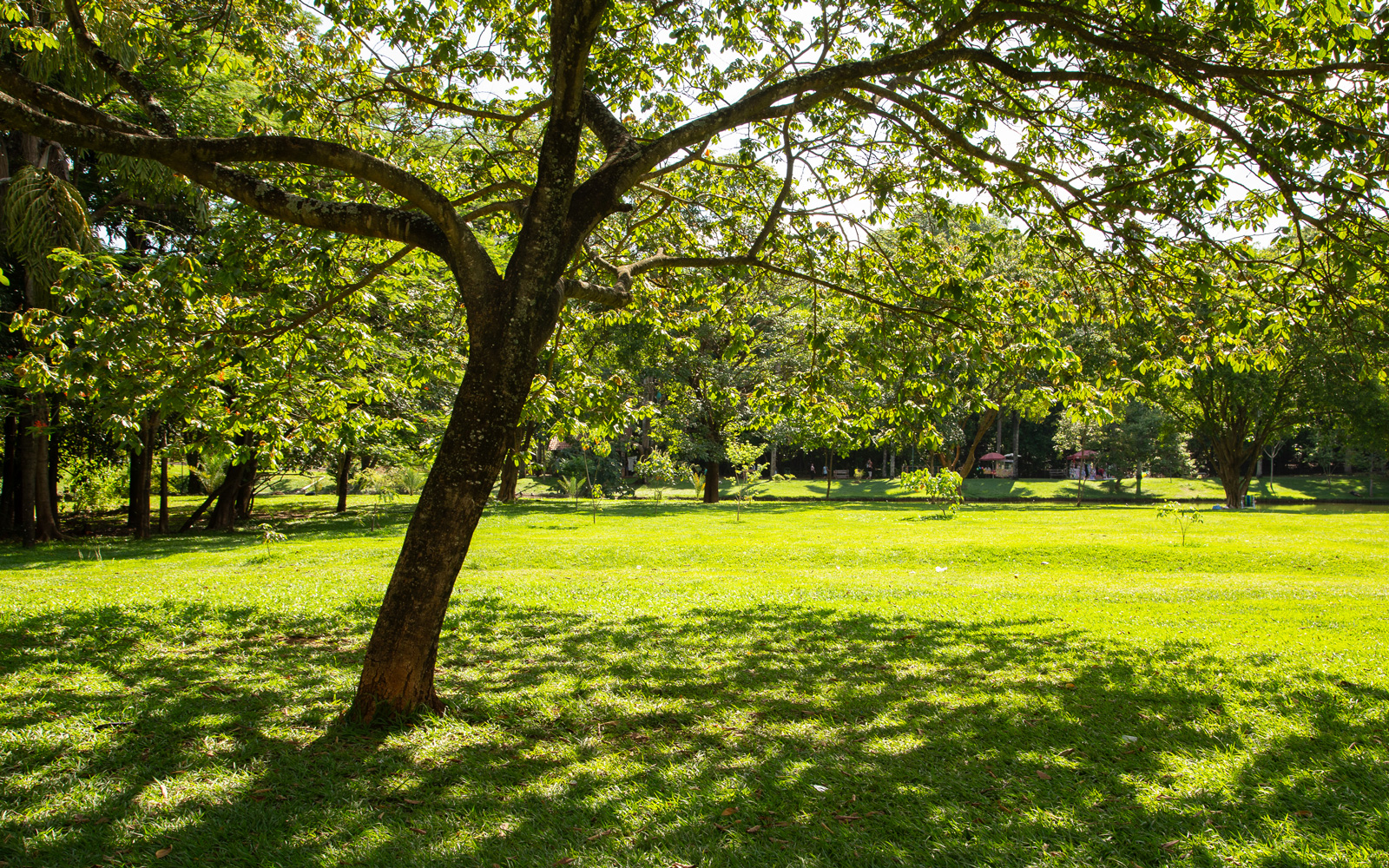 Pretty green space park with trees