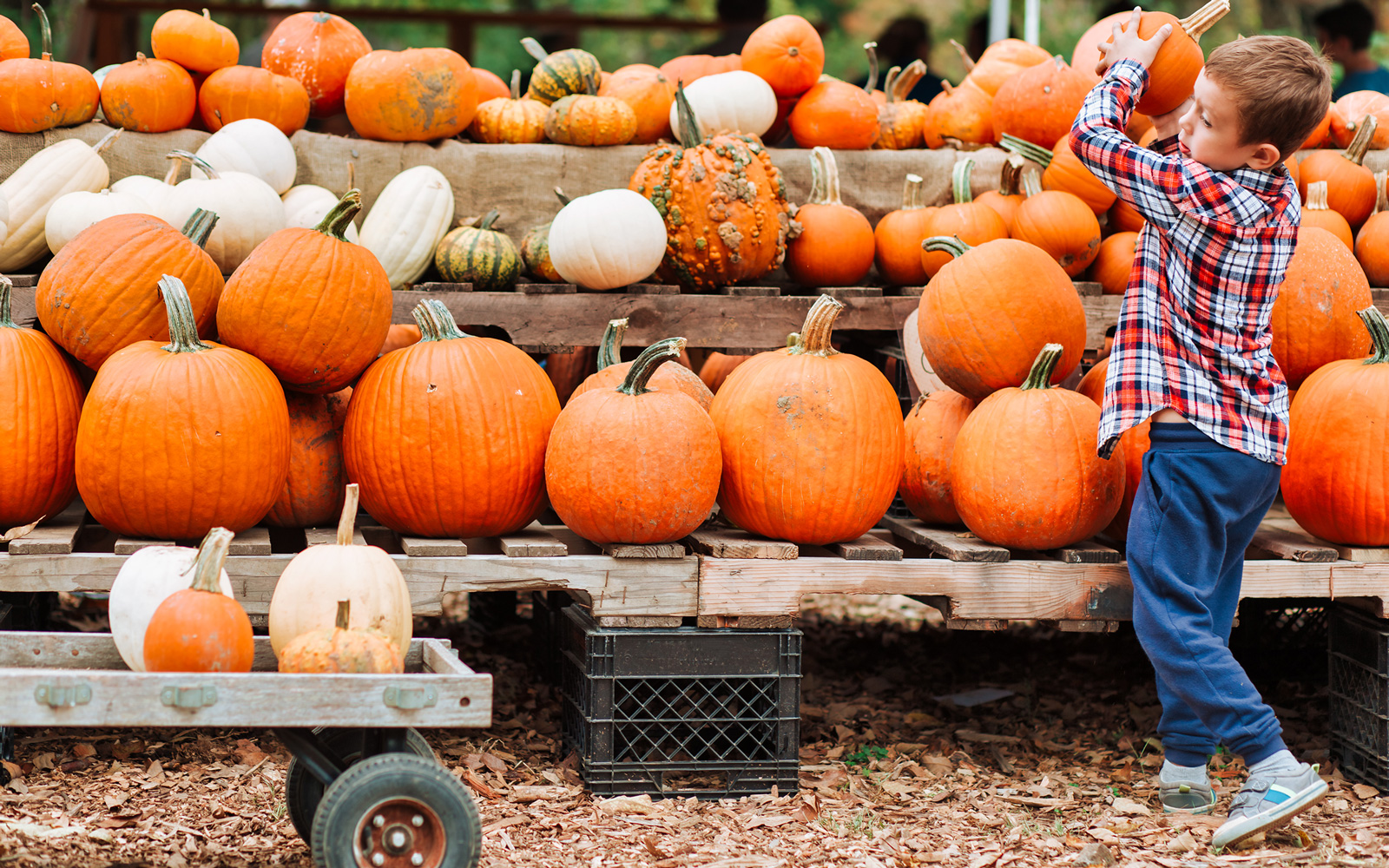 Child picks out a pumpkin